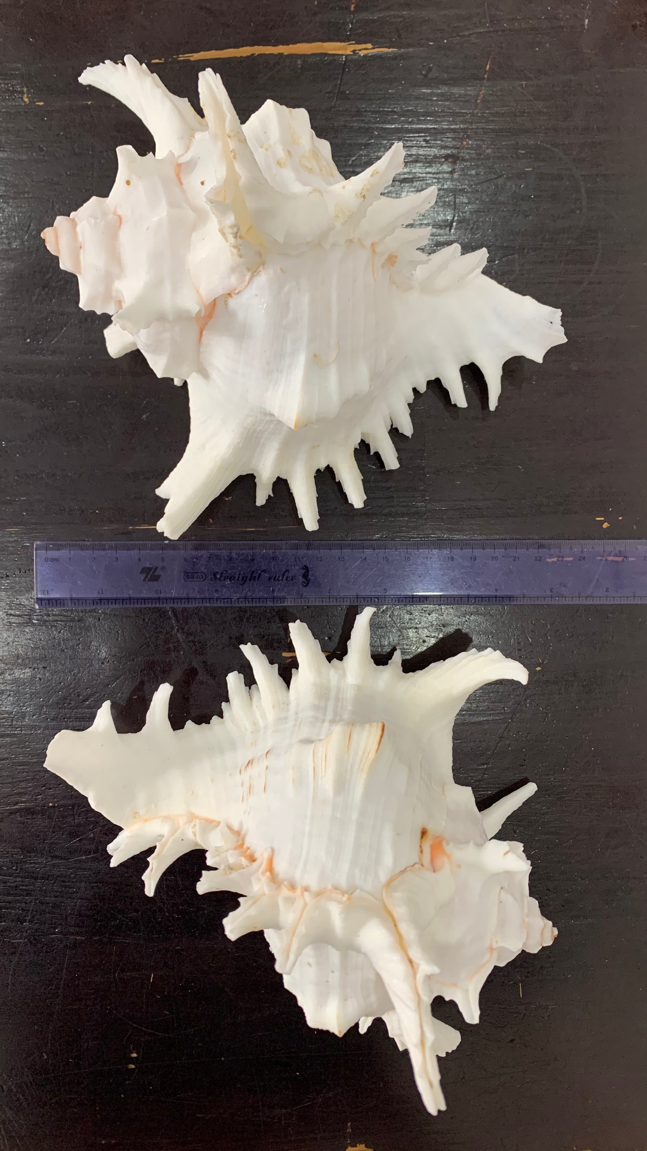 Natural Spiny Murex Shells
