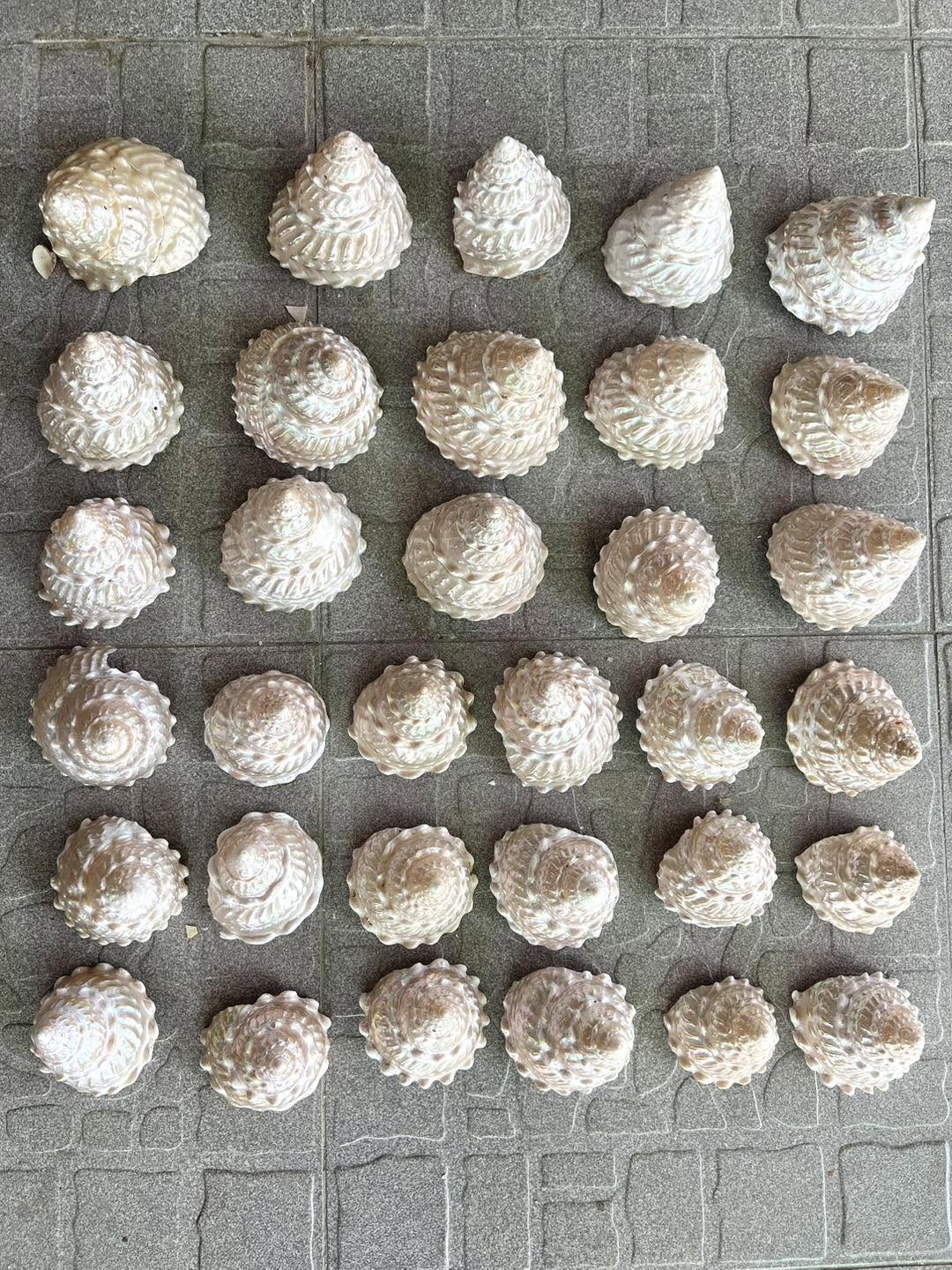 Natural Spiny Top Shells