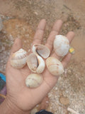 Natural Spotted Moon Shells
