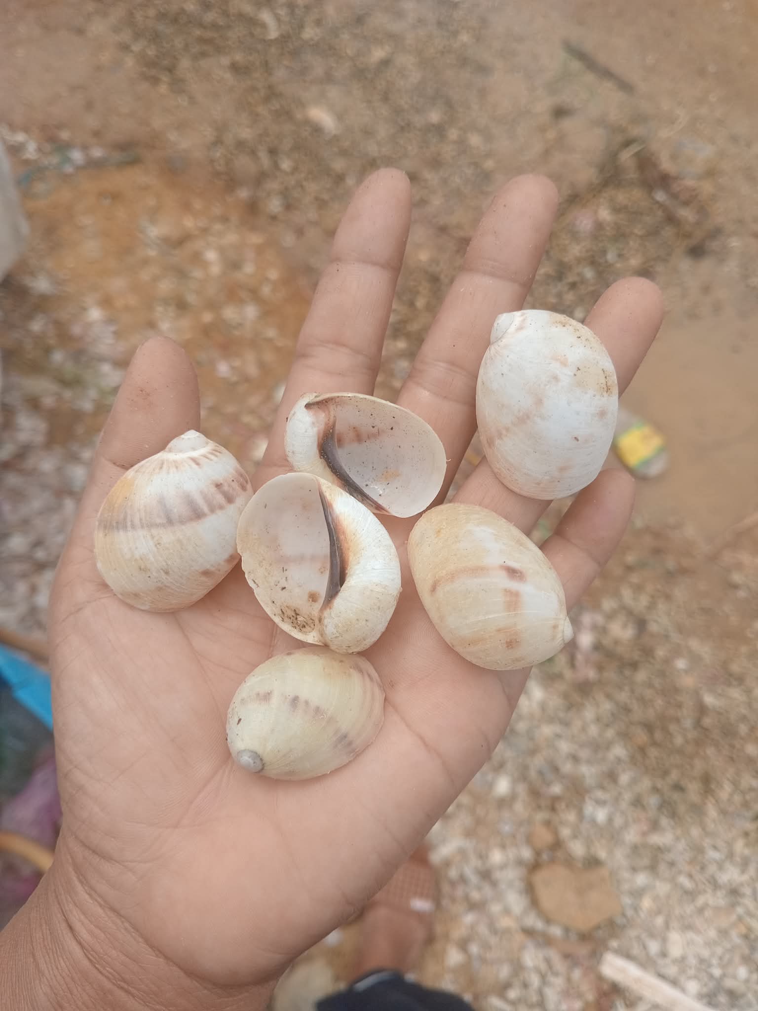 Natural Spotted Moon Shells