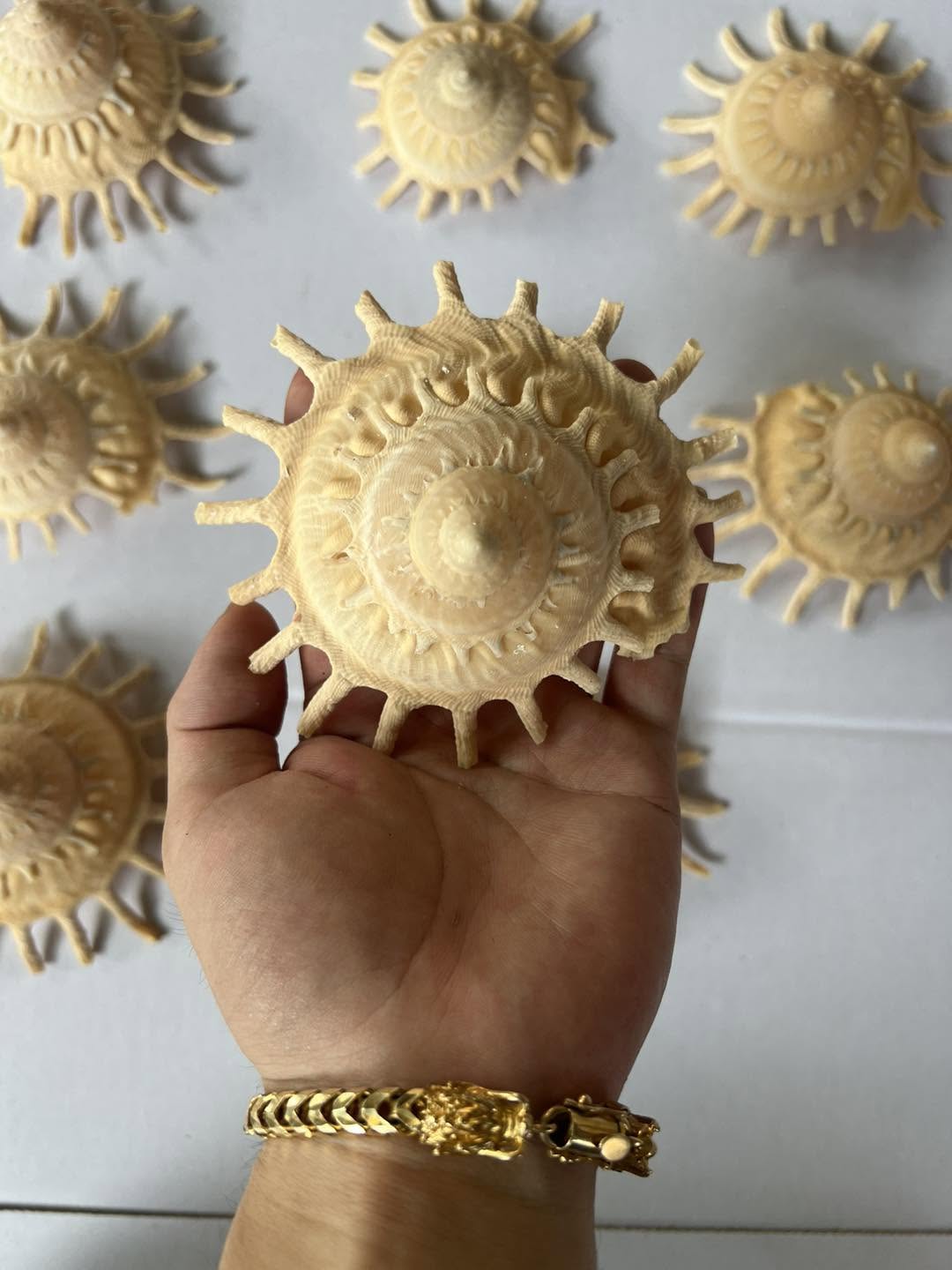 Natural Sunburst Shells
