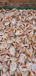 Natural Swallow Shells