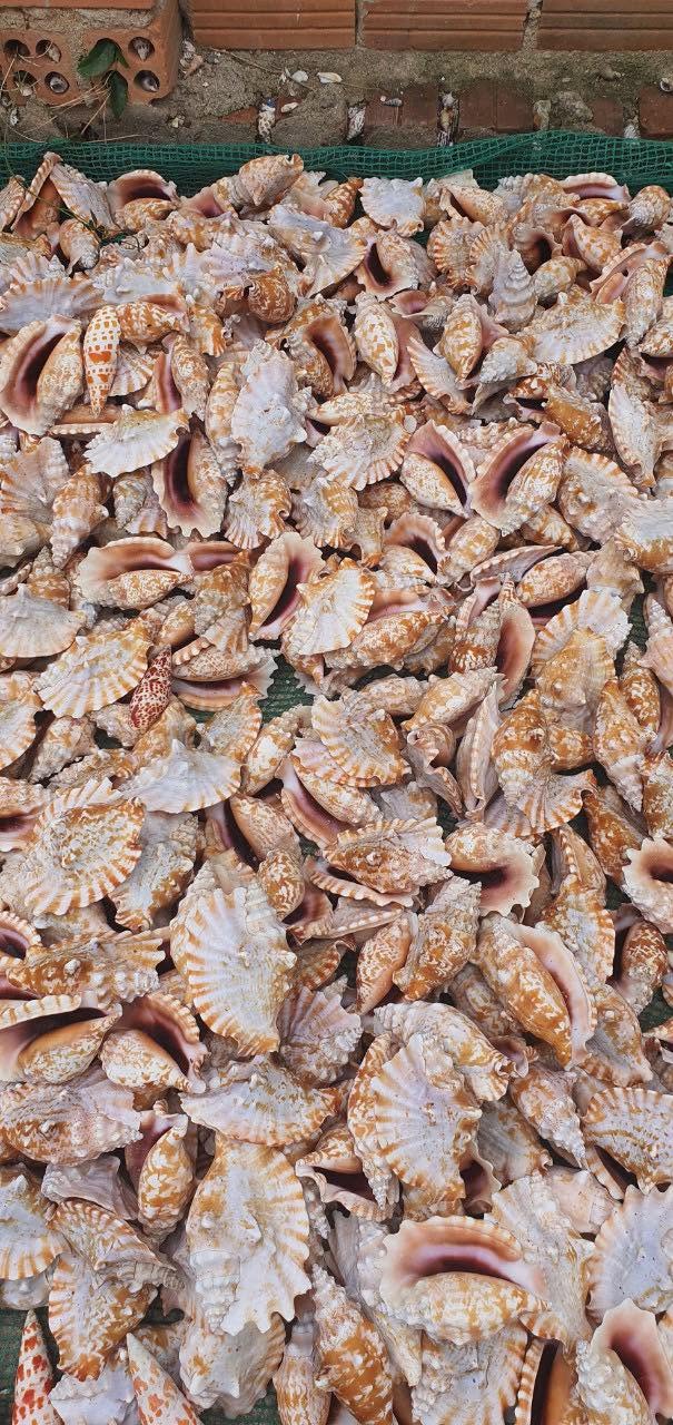 Natural Swallow Shells