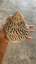 Natural Top Shells