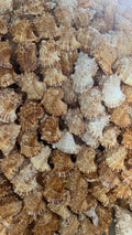 Natural Triton Trumpet Shells