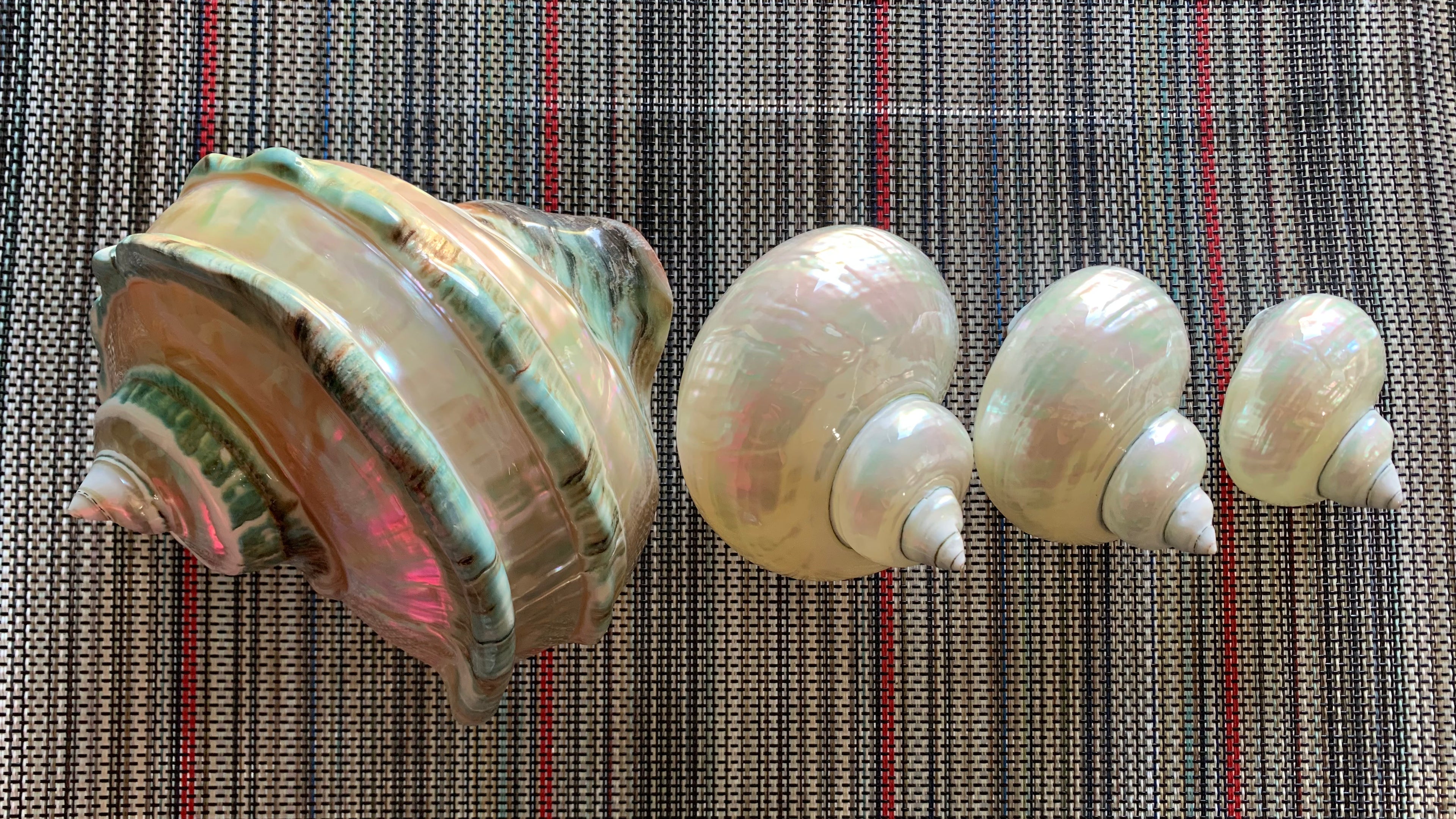Natural Turbo Shells