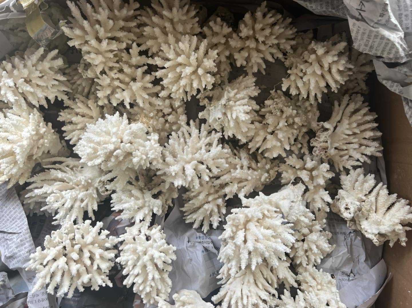 Natural White Coral Branches