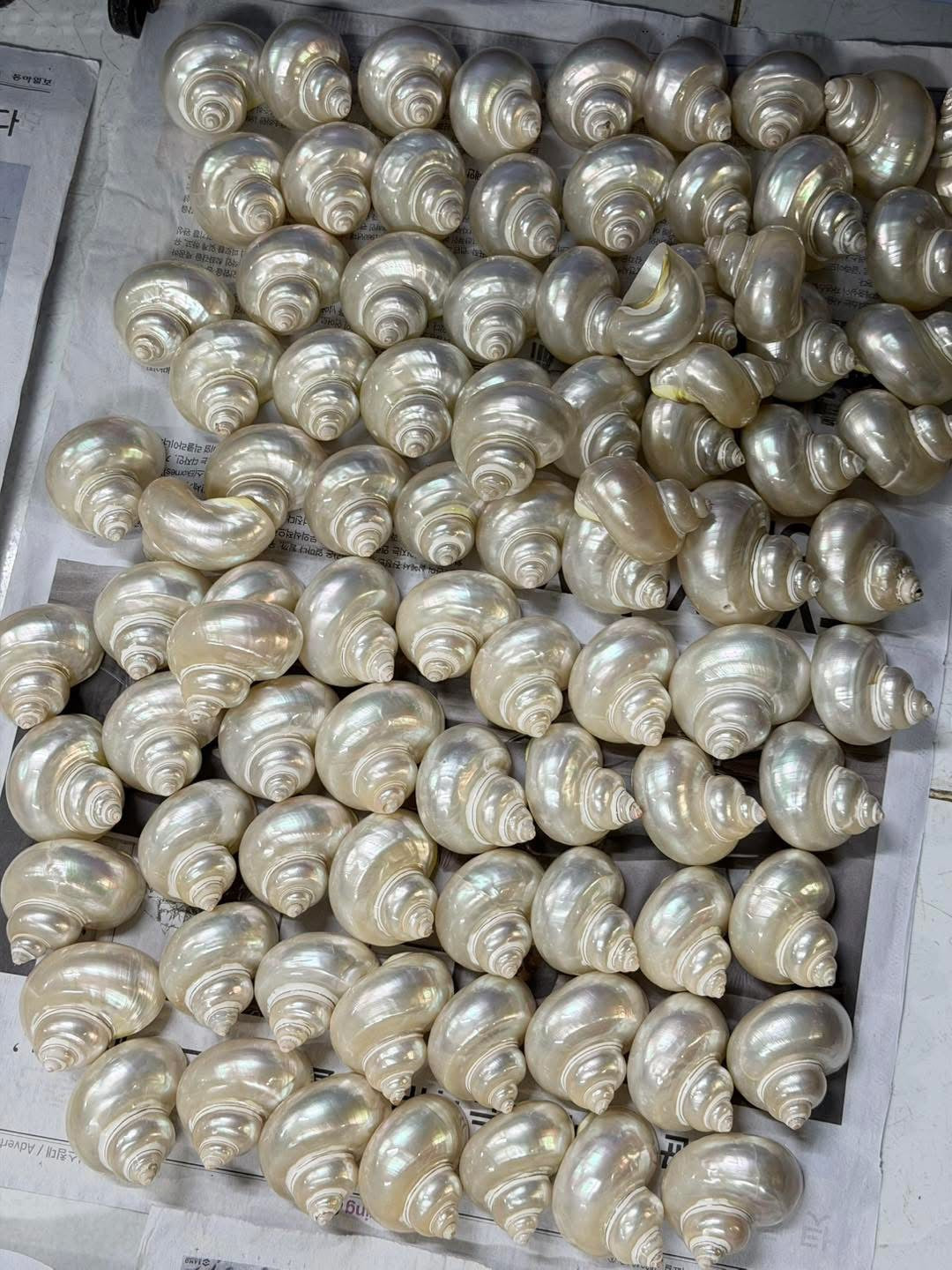 Pearlized Red-Mouth Shells