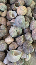 Rough Natural Turbo Shells