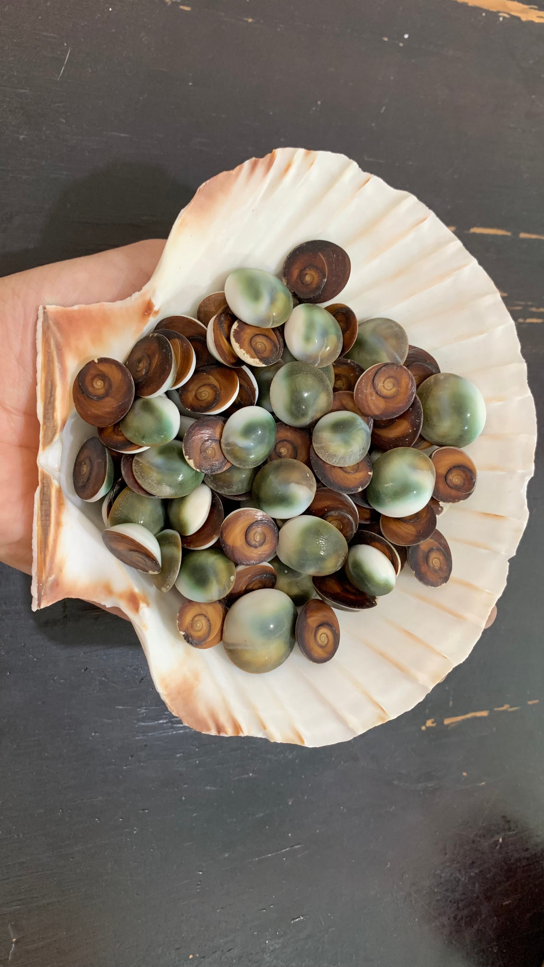 Round Mother-of-Pearl Shell Pieces