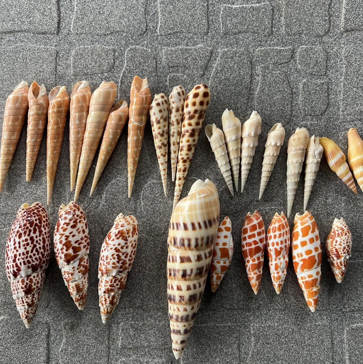 Spotted Auger Shells