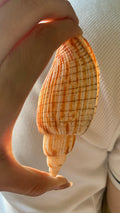 Striped Mitre Shells