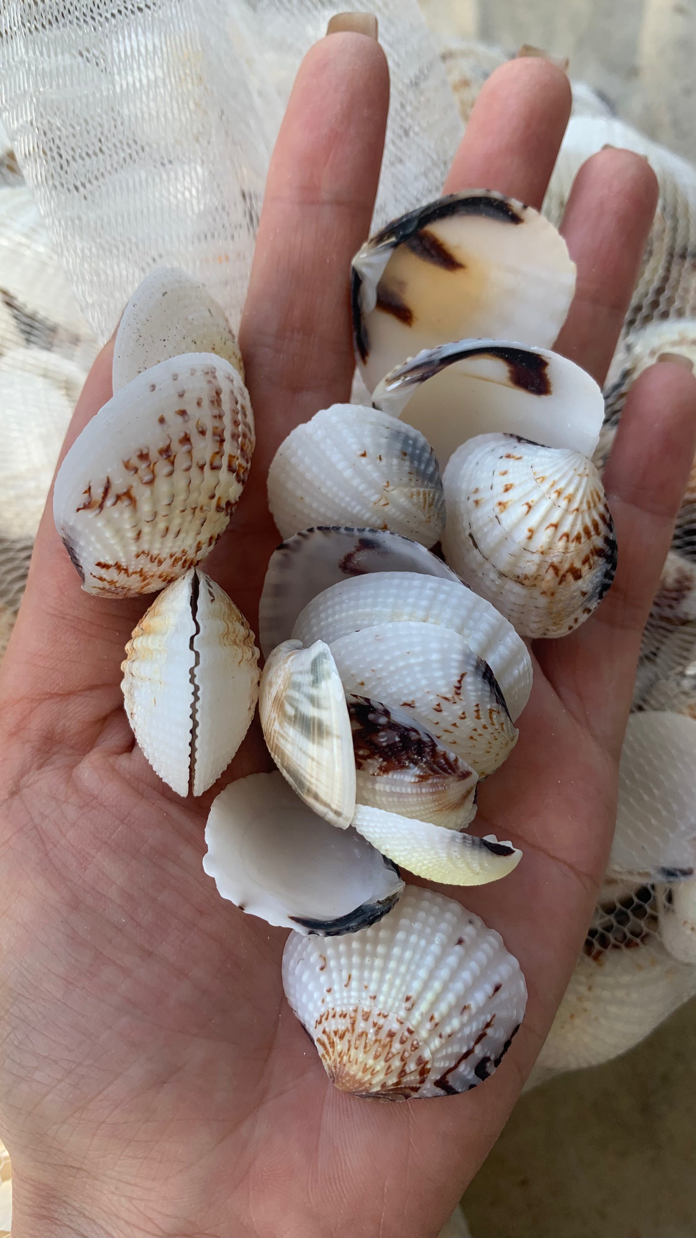Natural Tiger Cockle Shells