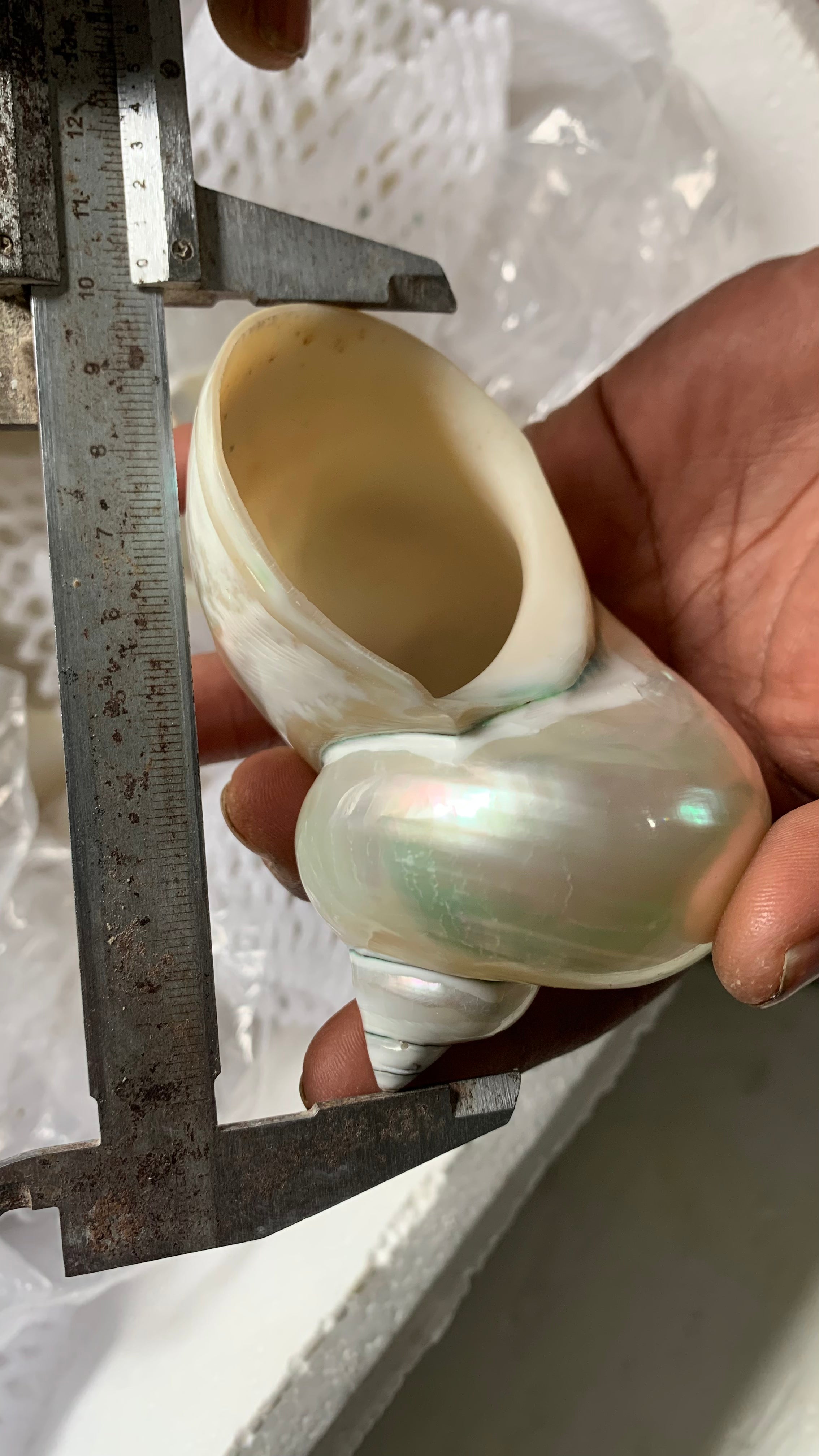 Vietnamese Green-Lipped Shells